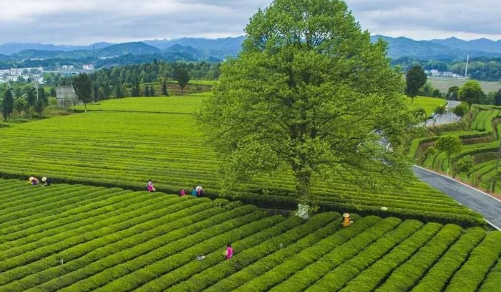 金井茶园